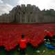Volunteers plant ceramic poppies amongst other poppies that form part of the art installation called "Blood Swept Lands and Seas of Red" at the Tower of London October 9, 2014. The evolving art installation, which will be completed on November 11, will create a commemoration for the centenary of World War One. REUTERS/Luke MacGregor (BRITAIN - Tags: MILITARY SOCIETY TRAVEL ANNIVERSARY) - RTR49IXP